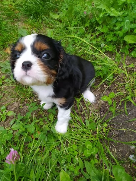 Cavalier king cucciolata tricolore