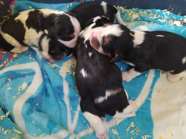 Cavalier king cucciolata tricolore | Foto 1