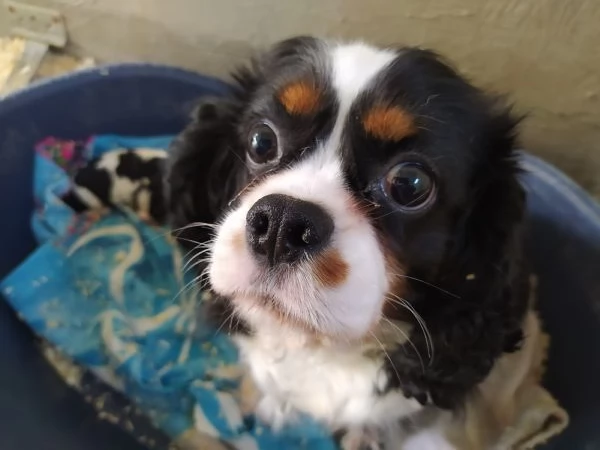Cavalier king cucciolata tricolore