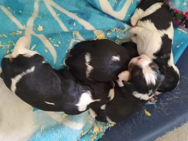 Cavalier king cucciolata tricolore | Foto 0