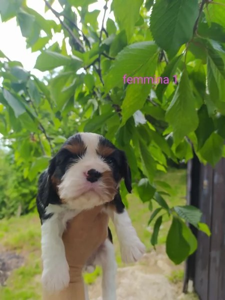 Cavalier king cucciolata tricolore | Foto 0