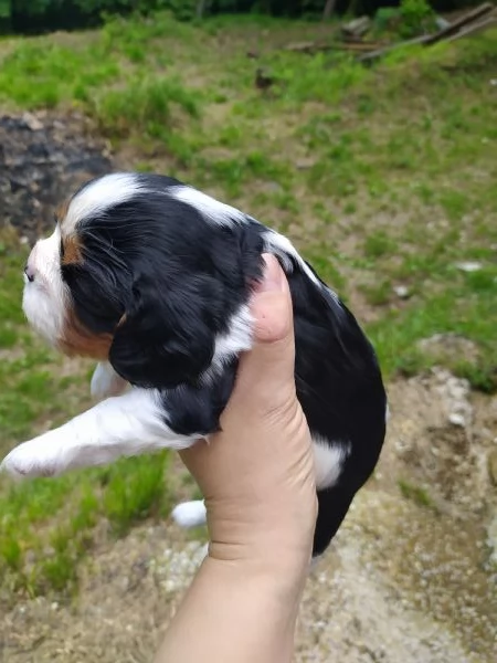 Cavalier king cucciola tricolore | Foto 1