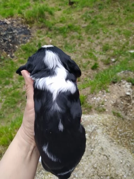 Cavalier king cucciola tricolore | Foto 0