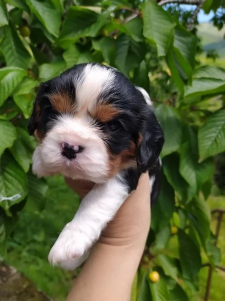 Cavalier king cucciola tricolore