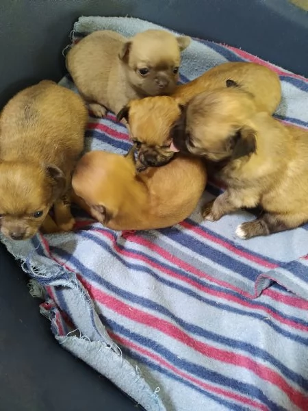 Chihuahua cucciolata
