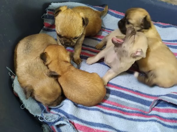 Chihuahua cucciolata | Foto 1