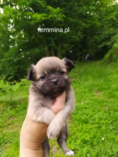 Chihuahua cucciola pelo lungo