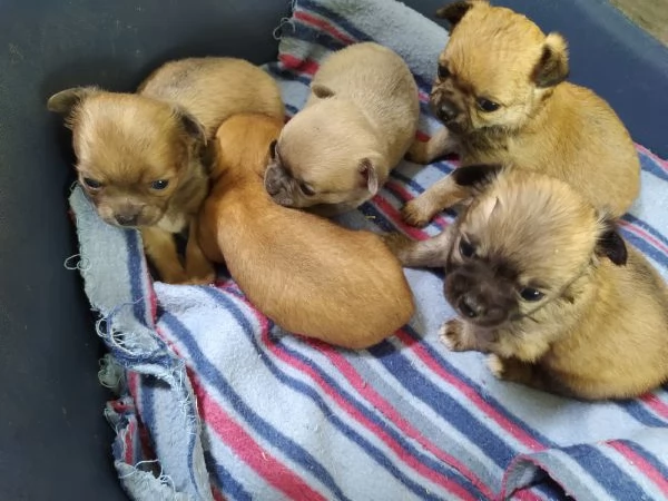 Chihuahua cucciolata | Foto 0
