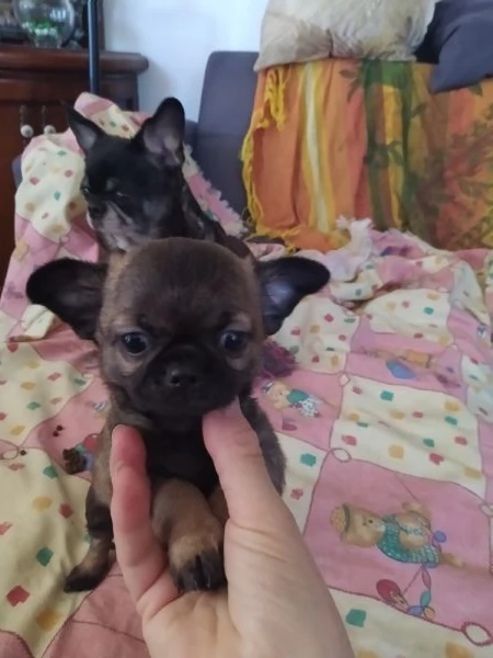 Chihuahua cucciolo maschietto | Foto 1