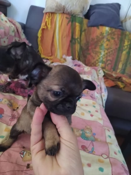 Chihuahua cucciolo maschietto | Foto 0