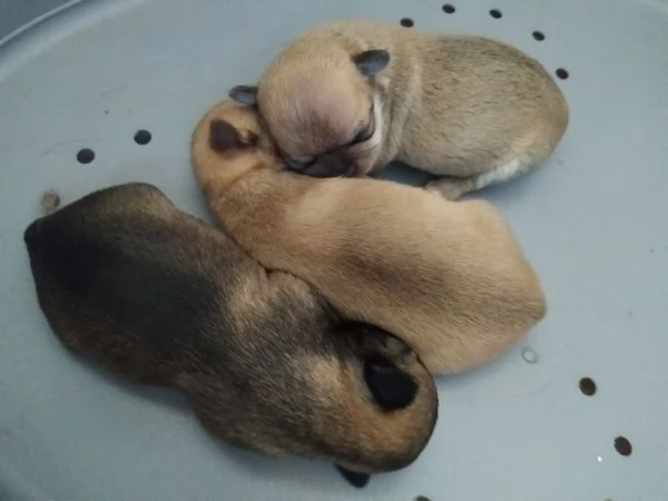 Chihuahua cuccioli maschietti | Foto 1