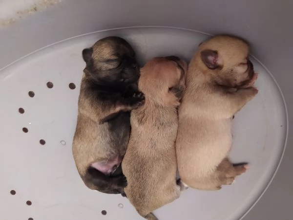 Chihuahua cuccioli maschietti