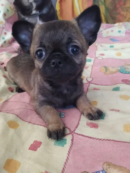 Chihuahua cucciolo maschietto