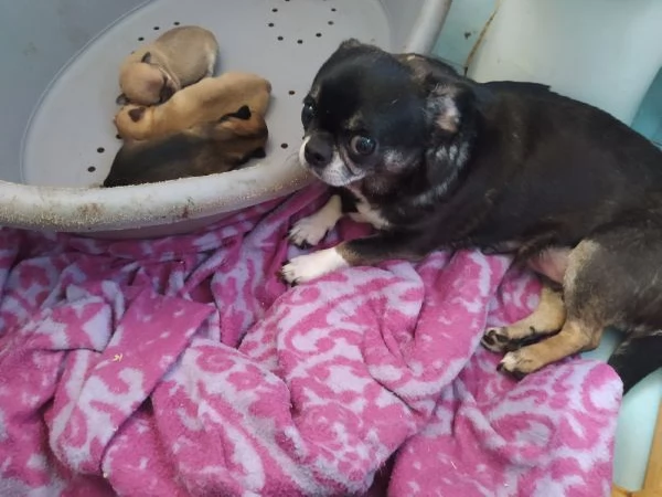 Chihuahua cuccioli maschietti | Foto 0