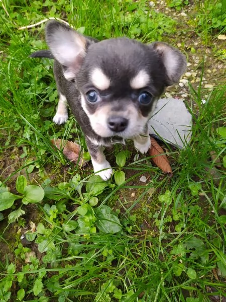 Chihuahua cucciole femmine