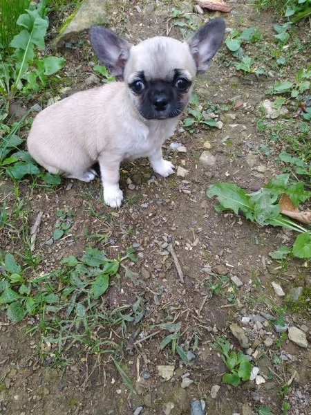 Chihuahua cucciole femmine | Foto 2