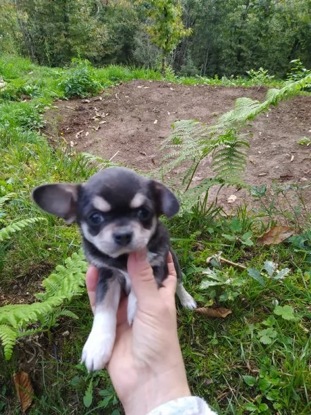 Chihuahua cucciole femmine | Foto 1