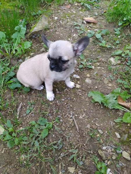 Chihuahua cucciole femmine | Foto 0