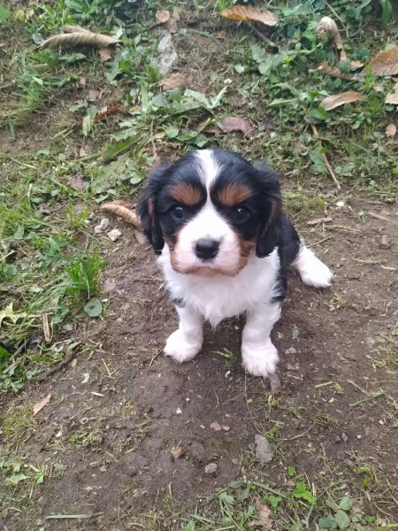 Cavalier king cucciolo maschietto tricolore | Foto 0