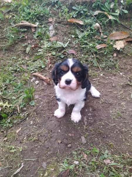 Cavalier king cucciolo maschietto tricolore