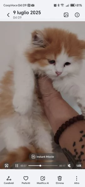 Persiano maschio
