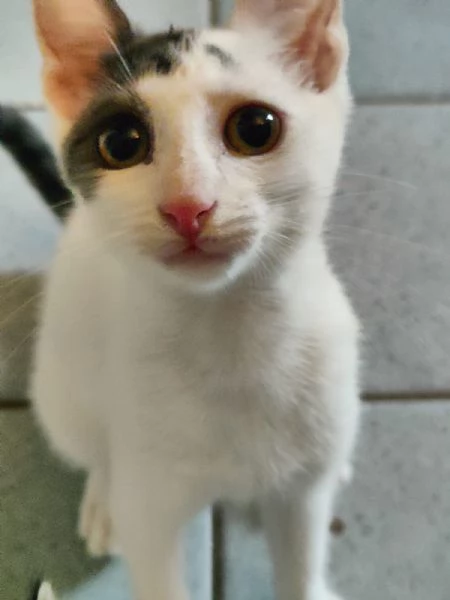 fratellini | Foto 4