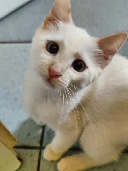 fratellini | Foto 3