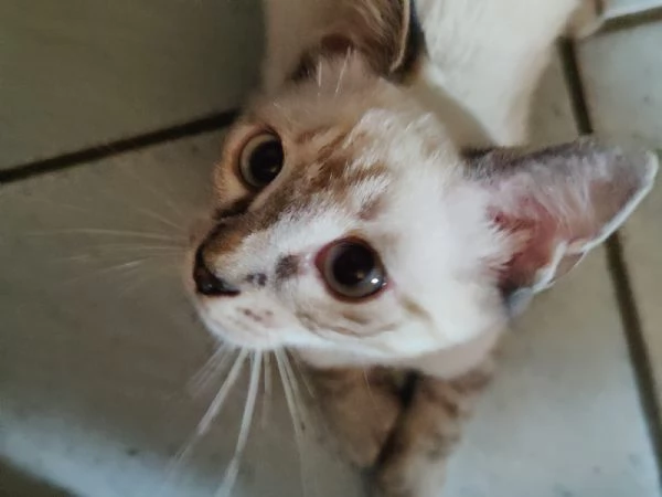 fratellini | Foto 0