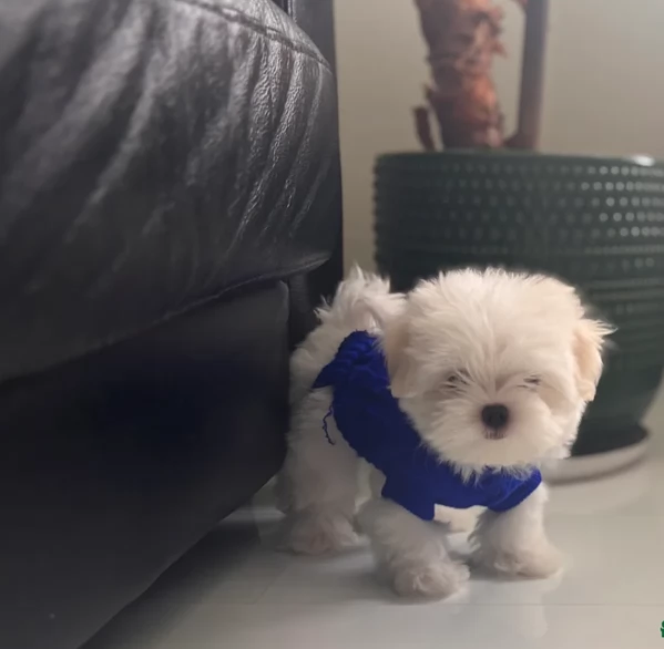 Maltese Toy cuccioli maschio e femmina | Foto 0