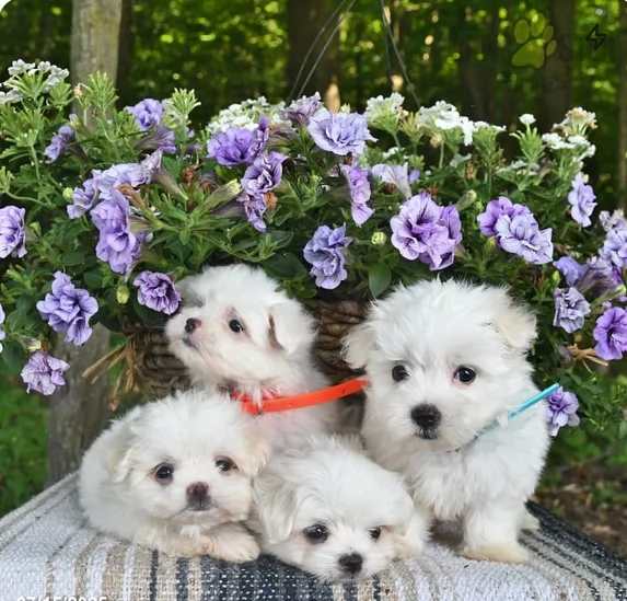Maltese Toy cuccioli maschio e femmina | Foto 3