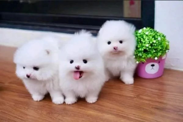 Pomeranian Toy cuccioli maschio e femmina