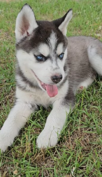 Disponibili da subito cuccioli di 34 mesi