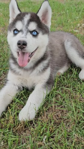 Disponibili da subito cuccioli di 34 mesi | Foto 0