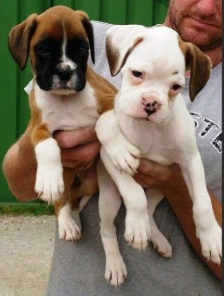 Cuccioli Boxer con coda e senza coda