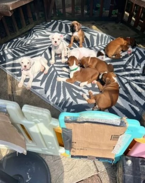 Cuccioli Boxer con coda e senza coda | Foto 0