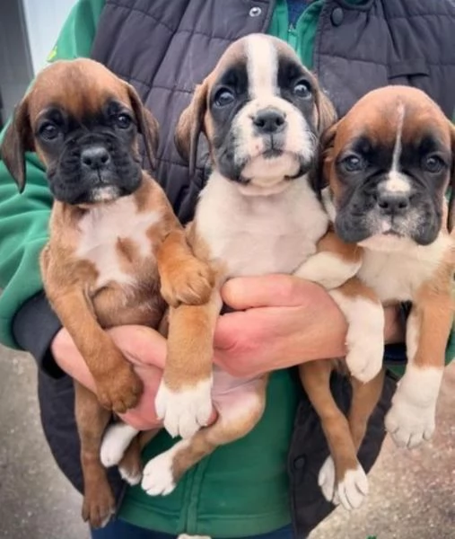 Cuccioli Boxer con coda e senza coda