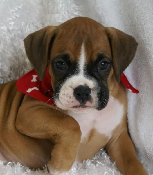 Cuccioli Boxer con coda e senza coda | Foto 2