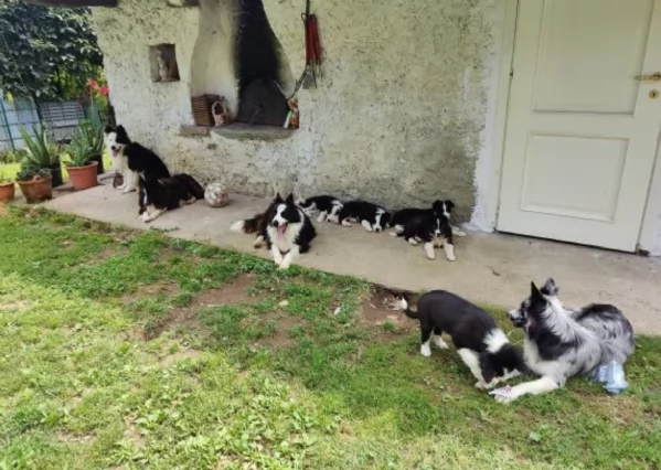 disponibili Regalo cuccioli di border collie femmine e maschi 