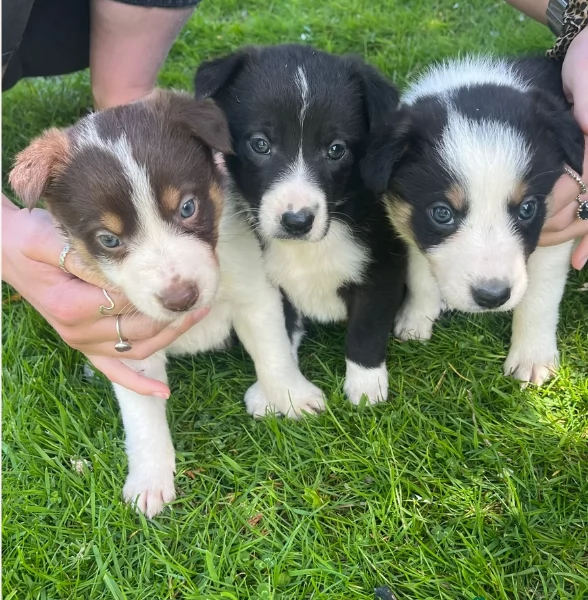 disponibili Regalo cuccioli di border collie femmine e maschi  | Foto 2