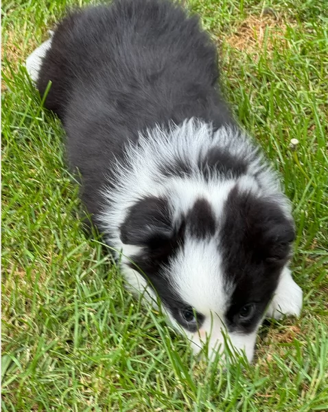 disponibili Regalo cuccioli di border collie femmine e maschi  | Foto 0