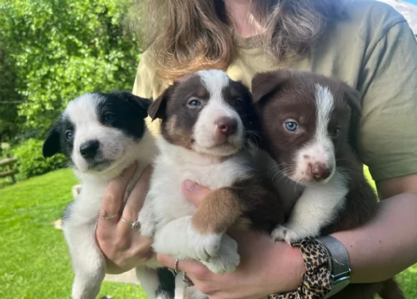 disponibili Regalo cuccioli di border collie femmine e maschi  | Foto 5