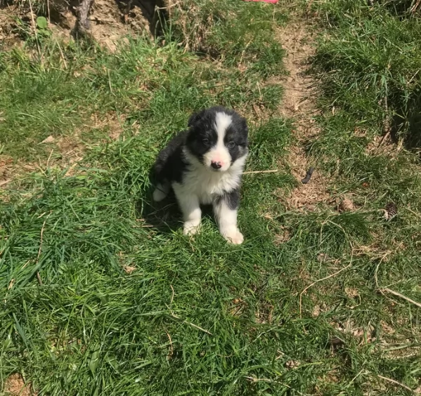 disponibili Regalo cuccioli di border collie femmine e maschi  | Foto 0