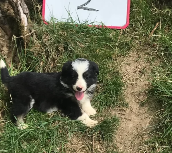 disponibili Regalo cuccioli di border collie femmine e maschi  | Foto 6
