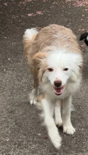 disponibili Regalo cuccioli di border collie femmine e maschi  | Foto 5