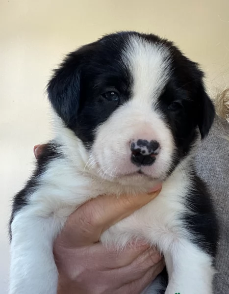 disponibili Regalo cuccioli di border collie femmine e maschi  | Foto 4