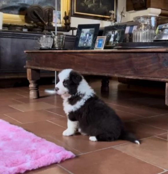 disponibili Regalo cuccioli di border collie femmine e maschi  | Foto 3