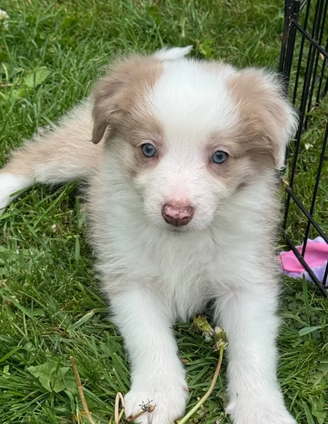 disponibili Regalo cuccioli di border collie femmine e maschi  | Foto 2