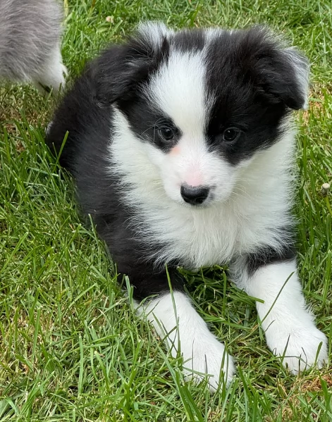 disponibili Regalo cuccioli di border collie femmine e maschi 