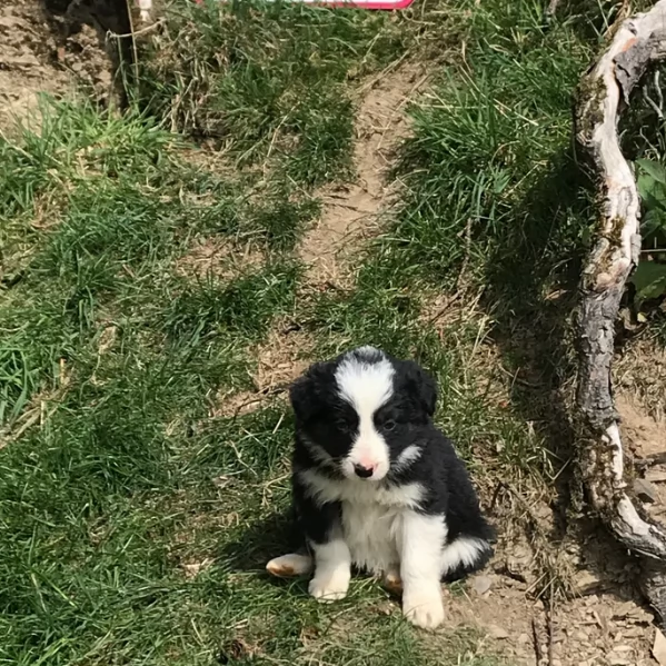 disponibili Regalo cuccioli di border collie femmine e maschi  | Foto 1