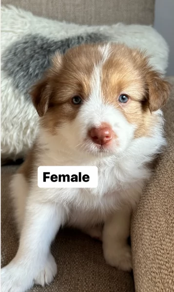 disponibili Regalo cuccioli di border collie femmine e maschi  | Foto 0